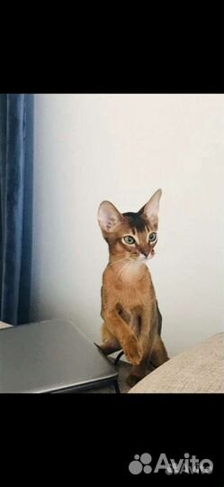 Абиссинский котик