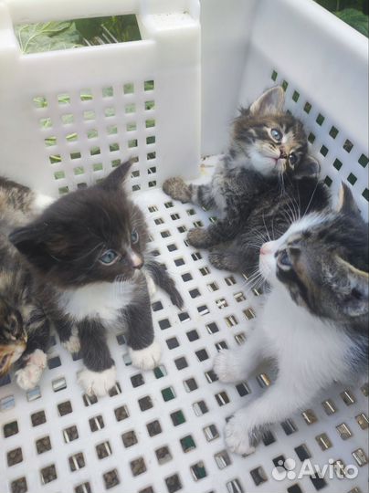 Котята в добрые руки