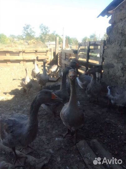 Гусыни и гуси