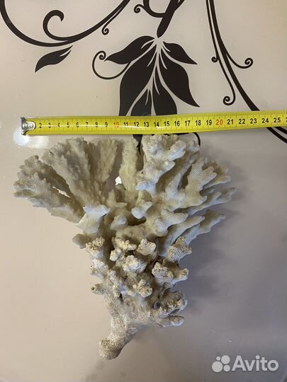 Морские ракушки раковины