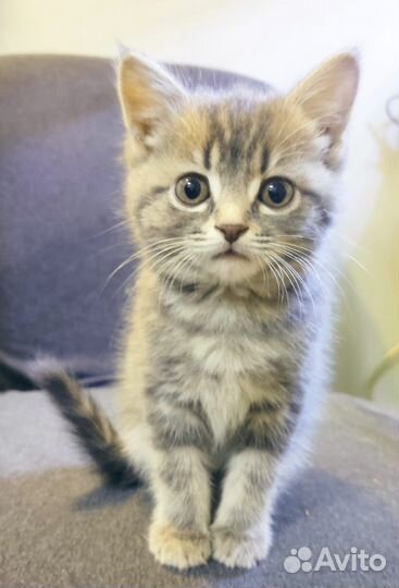 Котёнок девочка