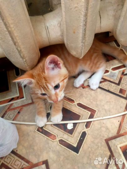 Котята в добрые руки, мальчики