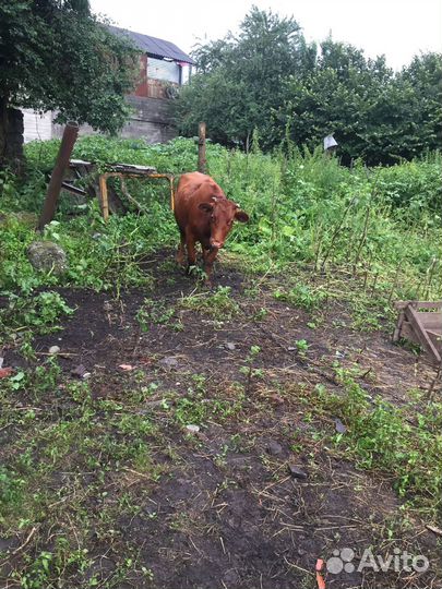 Продается телка