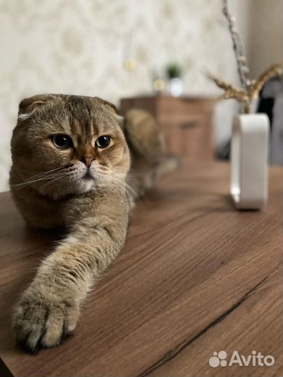 Вязка кошек