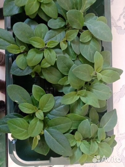 Петунья ампельная тайдалы, опера, шок вейв и др