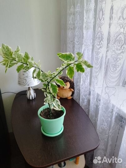 Педелантус