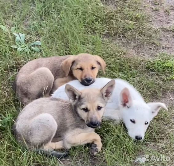 В добрые руки сиротки