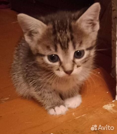 Кошка в дар