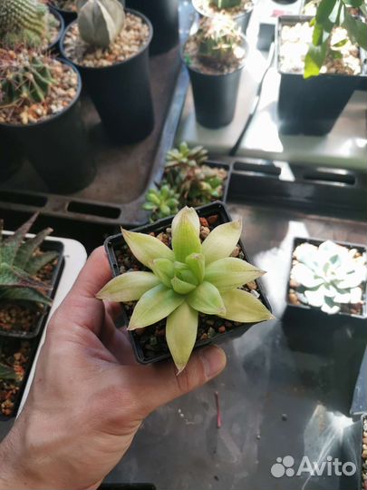 Кактусы и суккуленты