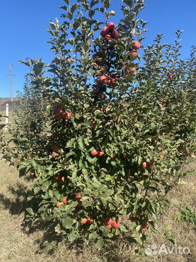 Яблоки Леди Пинк