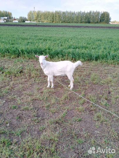 Козы козочки