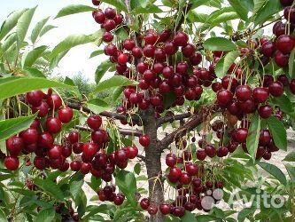 Саженцы деревьев 2 - х годовалые большой выбор