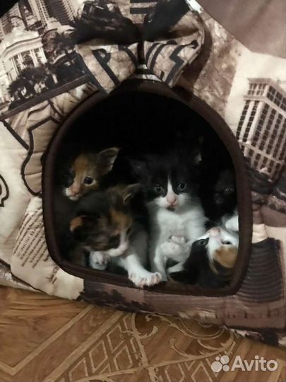 Котенок мальчик