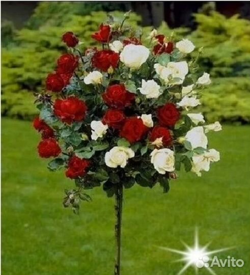 Роза на штамбе