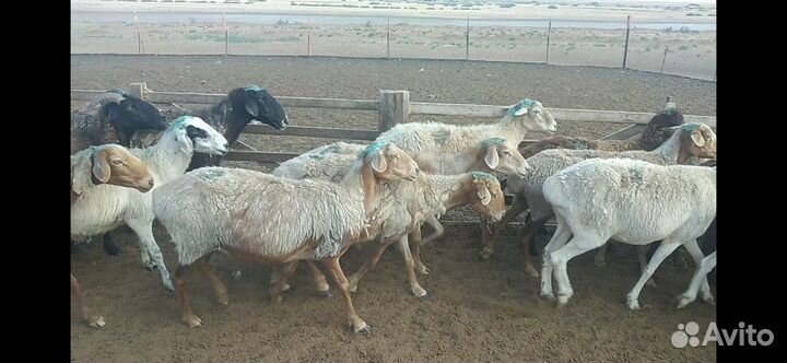 Овцы бараны матки