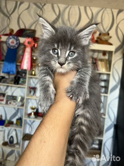 Котята мейн Кун