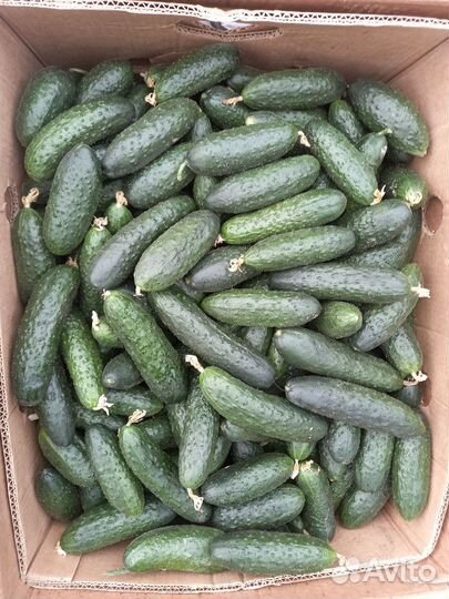 Овощи фрукты оптом, доставка есть