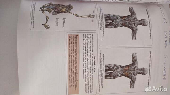 Фредерик Делавье Анатомия силовых упражнений