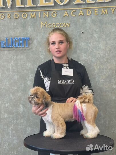 Стрижка собак и кошек