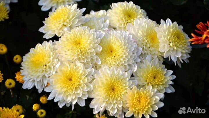 Хризантемы вербейник, ель канадская,кореопсис