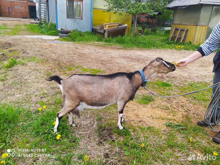 Продается стадо коз