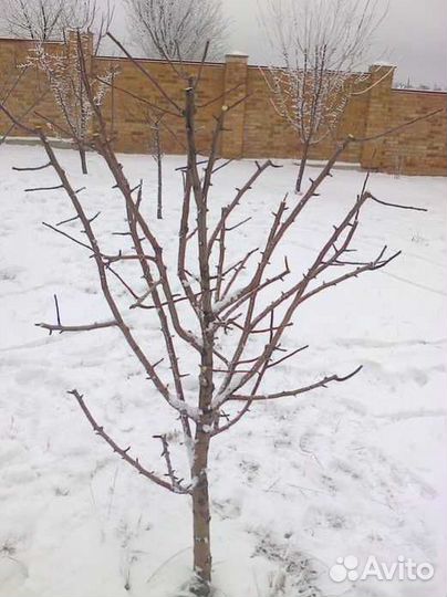 Обрезка плодовых деревьев и кустарников