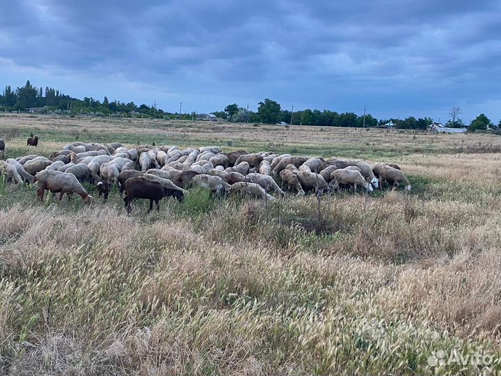 Продажа овец