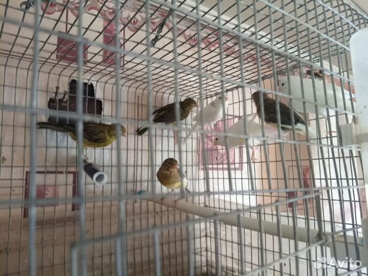 Канарейка самки