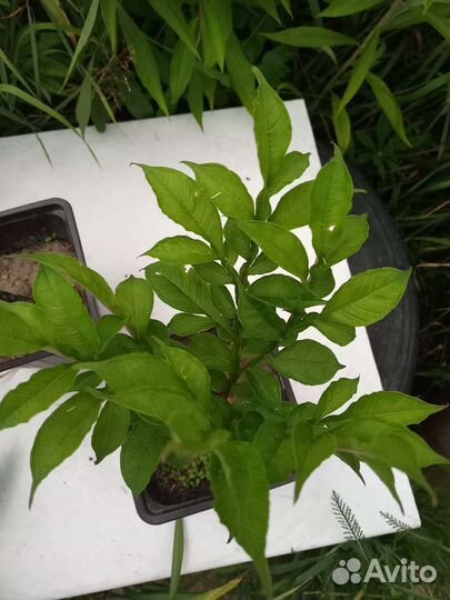 Комнатные растения