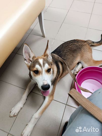 Щенок в добрые руки