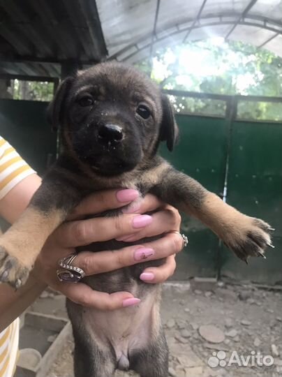 Собака в добрые руки отдам бесплатно