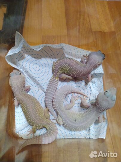 Гекконы, Эублефар