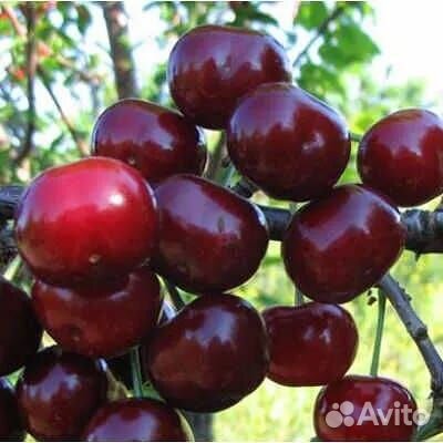 Саженцы Вишни Шалунья