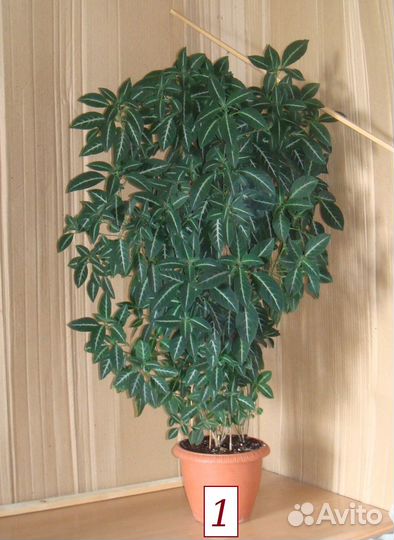 Руэллия ярко розовая