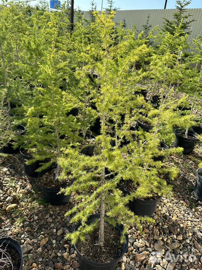 Лиственница сибирская