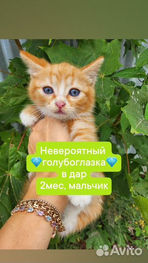 Котёнок 2мес привитый в дар