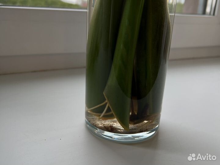 Замиокулькас