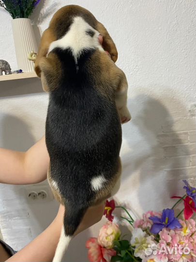 Продам щенка