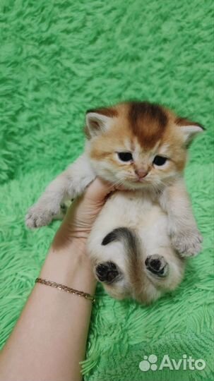 Шотландская золотая шиншилла