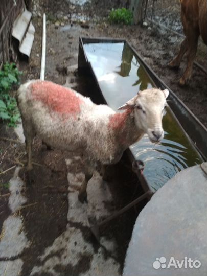 Овца и ягненок,и баранчик