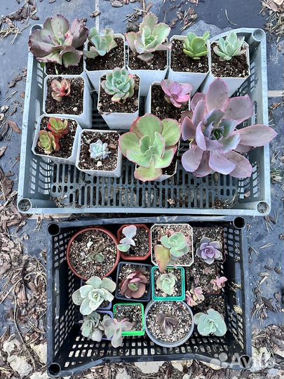 Большой лот корейских эхеверий