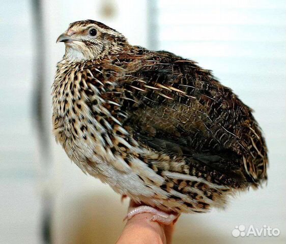 Перепела инкубационное яйцо