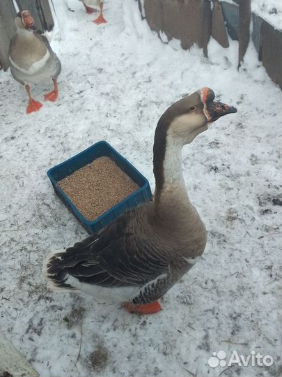 Гусь холмогорский