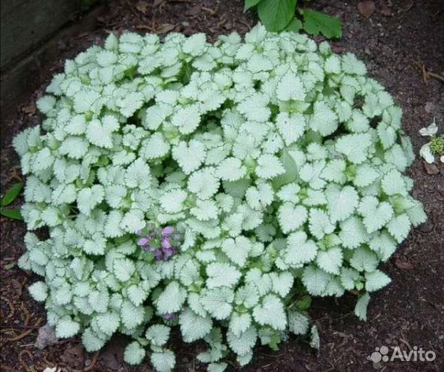 Яснотка почвопокровная многолетняя