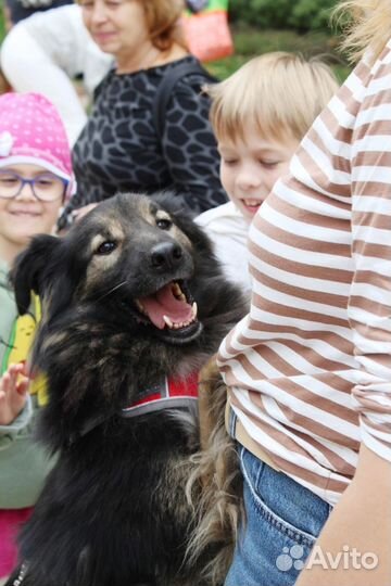 Красавчик Шмель