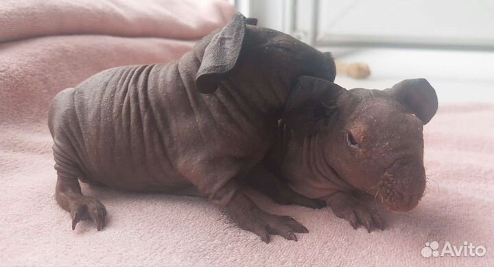 Морская свинка скинни