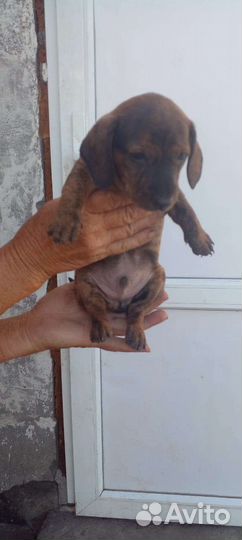 Тигровая такса