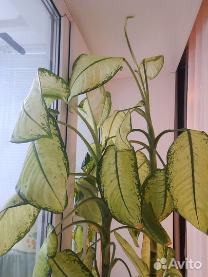 Диффенбахия