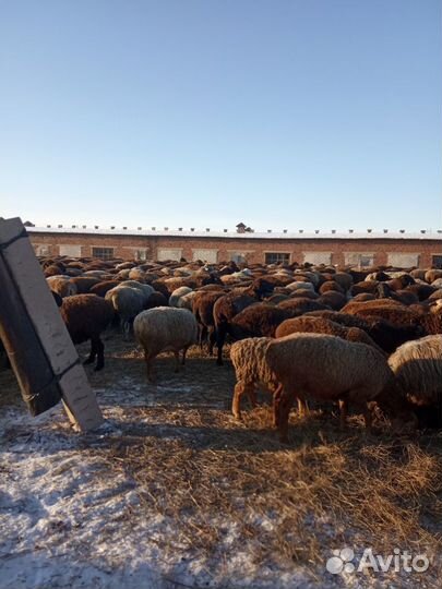 Бараны производители, овцы гиссарской породы