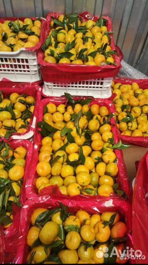 Мандарины оптом
